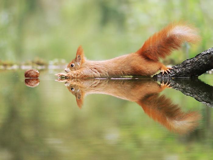 عکس های دیدنی حیات وحش اثر عکاس برنده اتریشی