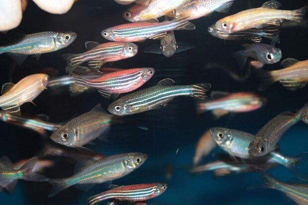 شناسایی 221 گونه ماهی زیرزمینی در دنیا