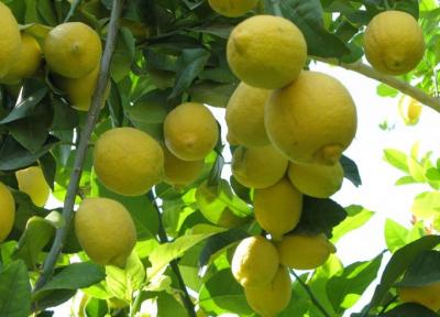 خبرنگاران دادستان جهرم: تمهیدات لازم برای کنترل قیمت لیمو انجام شود