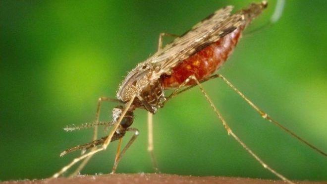 کشف میکروبی که انگل مالاریا را از بین می برد