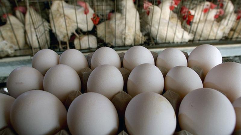 تخم مرغ گران شد، افراد خاص 70 درصد نهاده کشور را وارد می نمایند