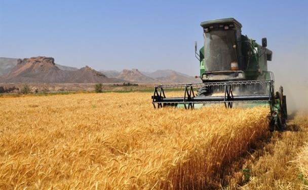 برداشت 108 تن گندم از مزرعه تحقیقاتی دانشگاه آزاد اسلامی اقلید
