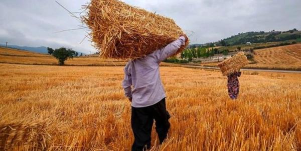 حاجی میرزایی: 70 درصد کشاورزان کم سواد یا بی سوادند