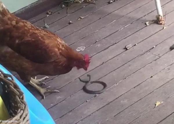 (ویدئو) وقتی مرغ یک مار شکار می نماید!