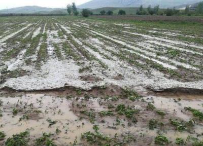 خبرنگاران تگرگ 277 میلیارد ریال به کشاورزان خراسان شمالی خسارت زد