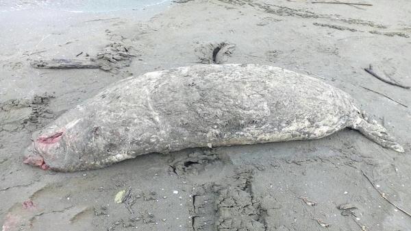 مرگ بی صدای فوک ها در سواحل دریای خزر؛ کشف 14 لاشه در 10 روز
