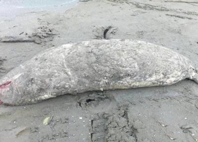 مرگ بی صدای فوک ها در سواحل دریای خزر؛ کشف 14 لاشه در 10 روز