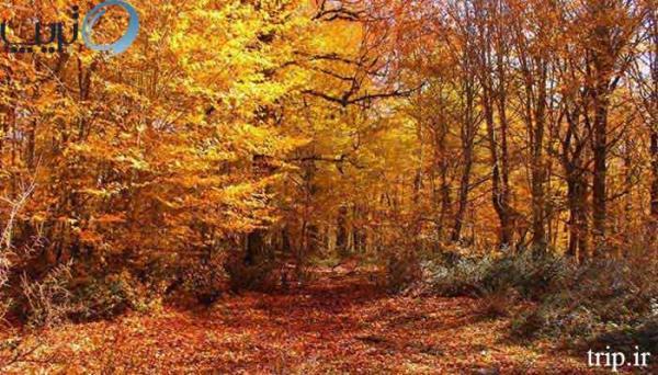 زیباترین جنگل پاییزی ایران
