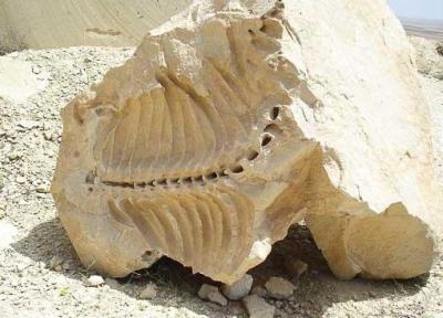 فسیل های 20 میلیون ساله شیرین سو جاذبه گردشگری بی نظیر