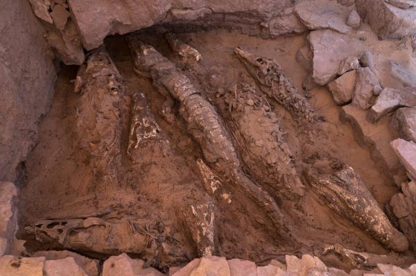 کشف غافلگیرکنندۀ 10 مومیایی کروکودیل در مصر (عکس و فیلم)