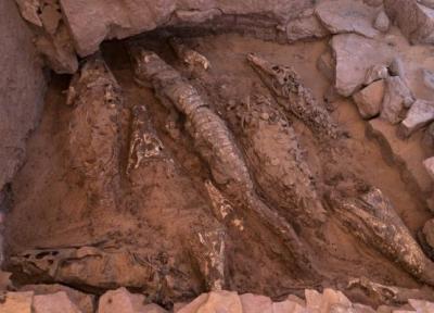 کشف غافلگیرکنندۀ 10 مومیایی کروکودیل در مصر (عکس و فیلم)